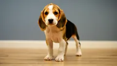 De grootste valkuilen bij puppytraining (en hoe je ze voorkomt)