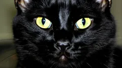 Waarom kattenogen oplichten in het donker: het mysterie ontrafeld