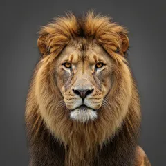 Portret van een mannelijke leeuw met volle manen tegen een grijze achtergrond.