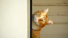 Waarom verstopt mijn kat zich altijd? Alles over het mysterieuze gedrag