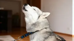 Waarom huilt een hond? Ontdek de echte reden achter dit bijzondere gedrag