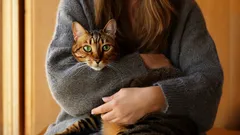 Hoe begrijp je de kattentaal?