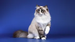 Kindvriendelijke katten: ontdek de leukste rassen voor bij jou thuis