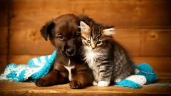 Waarom een kitten en een puppy samen nemen juist een goed idee is