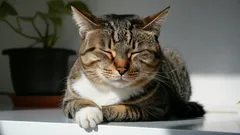 De trouwste kattenrassen die zelfs hondenliefhebbers verbazen