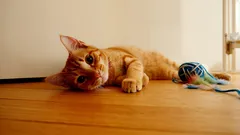 Hoe je een kat afleert om niet op ongepaste plekken haar behoeftes te doen?