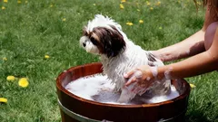 Zo vaak moet je jouw hond wassen (en zo pak je het aan)