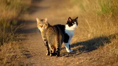 Zo introduceer je succesvol een tweede kat in huis