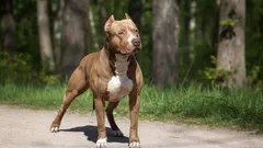 Stafford vs pitbull: uiterlijk, karakter en verzorging vergeleken